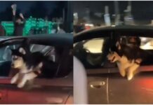 Viral News: ये कैसी आजादी! कार में बैठे पालतू कुत्ते को शख्स ने मारा जोरदार थप्पड़, वायरल वीडियो देख भड़कें लोग Animal cruelty Video