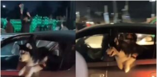 Viral News: ये कैसी आजादी! कार में बैठे पालतू कुत्ते को शख्स ने मारा जोरदार थप्पड़, वायरल वीडियो देख भड़कें लोग Animal cruelty Video