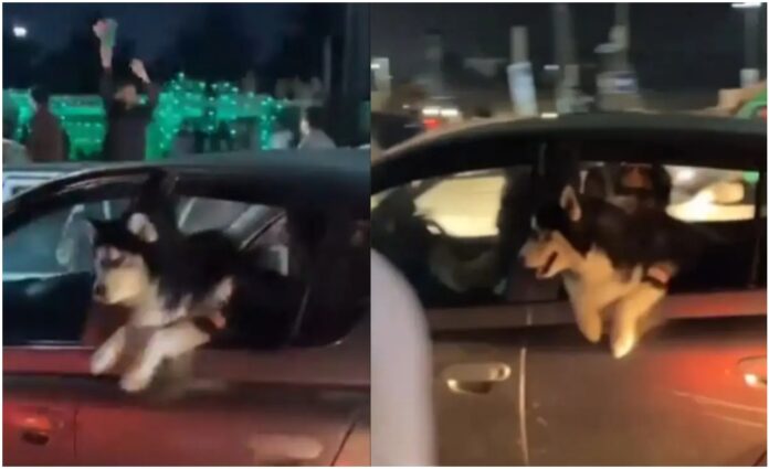 Animal cruelty Video Animal cruelty Video