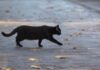 Black Cat Superstition: काली बिल्ली का रास्ता काटना लोग क्यों मानते हैं अशुभ? सच है या अंधविश्वास जान लें Black Cat Superstition