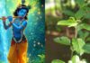 Janmashtami 2025: जन्माष्टमी के दिन करें तुलसी के ये उपाय, भगवान कृष्ण का मिलेगा आशीर्वाद! Janmashtami 2025