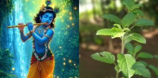 Janmashtami 2025: जन्माष्टमी के दिन करें तुलसी के ये उपाय, भगवान कृष्ण का मिलेगा आशीर्वाद! Janmashtami 2025