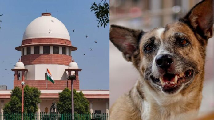 आवारा कुत्तों के मामले में SC ने सुरक्षित रखा फैसला आवारा कुत्तों के मामले में SC ने सुरक्षित रखा फैसला