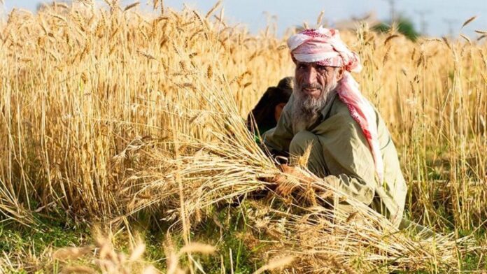 Haryana Wheat Seeds: