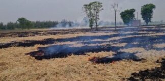 पंजाब में पराली जलने के मामले बढ़ें, 1 लाख से ज्यादा जुर्माना Punjab Parali News