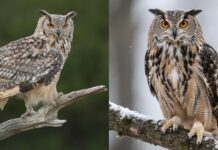 दीपावली से पहले उल्लुओं के तस्करों पर पैनी नजर, हाई अलर्ट पर वन विभाग