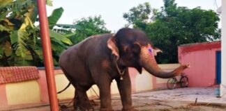 रांची से जौनपुर लाते वक्त गायब हुई हथिनी बिहार के छपरा में मिली, जांच में आए तथ्य आपको हैरान कर देंगे elephant