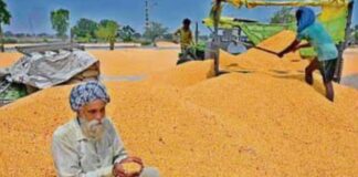 पंजाब सरकार का फसल विविधीकरण मिशन, 16.27% बढ़ा खरीफ मक्का का रकबा punjab