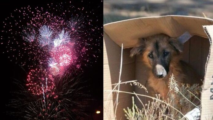 Diwali Pet Animal Safety Tips