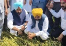 CM भगवंत मान के ध्यान में हर किसान, खुद खेतों में पहुंचकर सुलझा रहे समस्याएं Punjab News