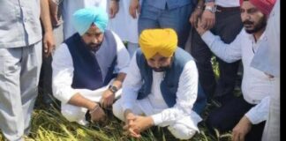 CM भगवंत मान के ध्यान में हर किसान, खुद खेतों में पहुंचकर सुलझा रहे समस्याएं Punjab News