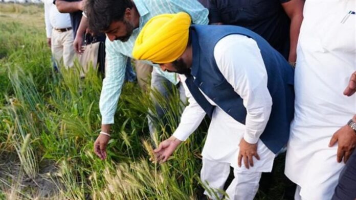 Mann-Government-Punjab