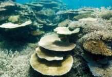 अंडमान में बनेगा भारत का पहला कोरल रीफ रिसर्च सेंटर, 120 करोड़ रुपये होगी लागत