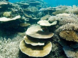 अंडमान में बनेगा भारत का पहला कोरल रीफ रिसर्च सेंटर, 120 करोड़ रुपये होगी लागत