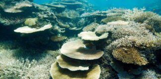 अंडमान में बनेगा भारत का पहला कोरल रीफ रिसर्च सेंटर, 120 करोड़ रुपये होगी लागत
