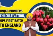 लीची हब बना पंजाब, किसानों को 5 गुना मुनाफा; खुला एक्सपोर्ट का रास्ता