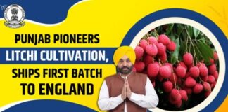 लीची हब बना पंजाब, किसानों को 5 गुना मुनाफा; खुला एक्सपोर्ट का रास्ता
