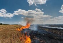 केंद्र सरकार ने की मान सरकार की सराहना, पराली जलाने के मामलों में 85% की रिकॉर्ड गिरावट stubble burning Punjab