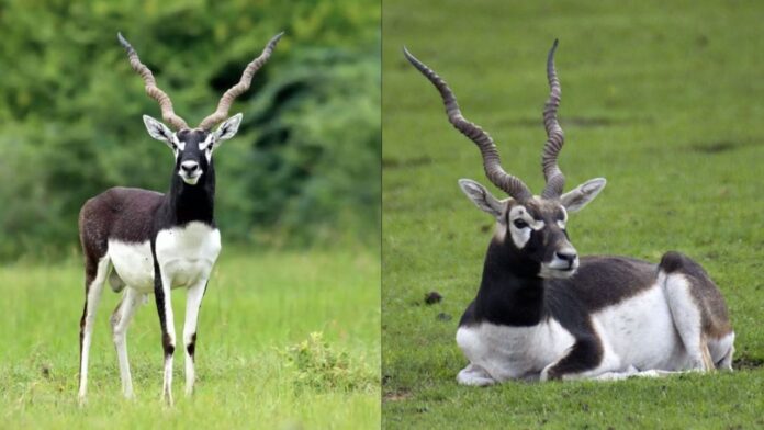 Blackbucks India daily