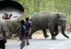 झारखंड के कोडरमा में हाथियों ने सोते युवक को कुचलकर मार डाला; गुस्साए ग्रामीणों ने जाम कर दी सड़क