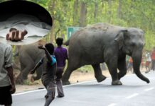 झारखंड के कोडरमा में हाथियों ने सोते युवक को कुचलकर मार डाला; गुस्साए ग्रामीणों ने जाम कर दी सड़क