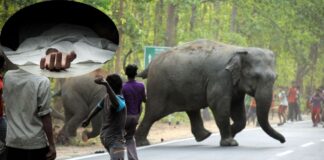 झारखंड के कोडरमा में हाथियों ने सोते युवक को कुचलकर मार डाला; गुस्साए ग्रामीणों ने जाम कर दी सड़क