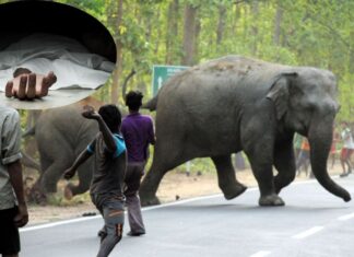 झारखंड के कोडरमा में हाथियों ने सोते युवक को कुचलकर मार डाला; गुस्साए ग्रामीणों ने जाम कर दी सड़क