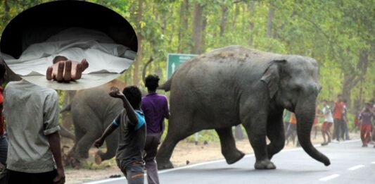 झारखंड के कोडरमा में हाथियों ने सोते युवक को कुचलकर मार डाला; गुस्साए ग्रामीणों ने जाम कर दी सड़क