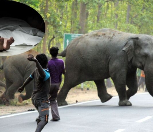 झारखंड के कोडरमा में हाथियों ने सोते युवक को कुचलकर मार डाला; गुस्साए ग्रामीणों ने जाम कर दी सड़क