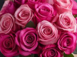 सपनों में खिले गुलाबी गुलाब, दिल की नई उम्मीद या छुपा रोमांस? जानिए क्या है इसका अर्थ Dreaming of pink roses often signals gentle romance