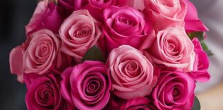 सपनों में खिले गुलाबी गुलाब, दिल की नई उम्मीद या छुपा रोमांस? जानिए क्या है इसका अर्थ Dreaming of pink roses often signals gentle romance