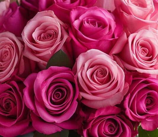 सपनों में खिले गुलाबी गुलाब, दिल की नई उम्मीद या छुपा रोमांस? जानिए क्या है इसका अर्थ Dreaming of pink roses often signals gentle romance