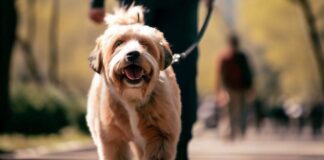 कुत्ते ने मालिक को बना दिया अमीर छोड़ दी नौकरी, सैलरी से भी ज्यादा हो रही कमाई Viral Dog