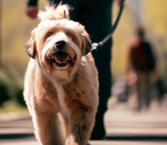 कुत्ते ने मालिक को बना दिया अमीर छोड़ दी नौकरी, सैलरी से भी ज्यादा हो रही कमाई Viral Dog