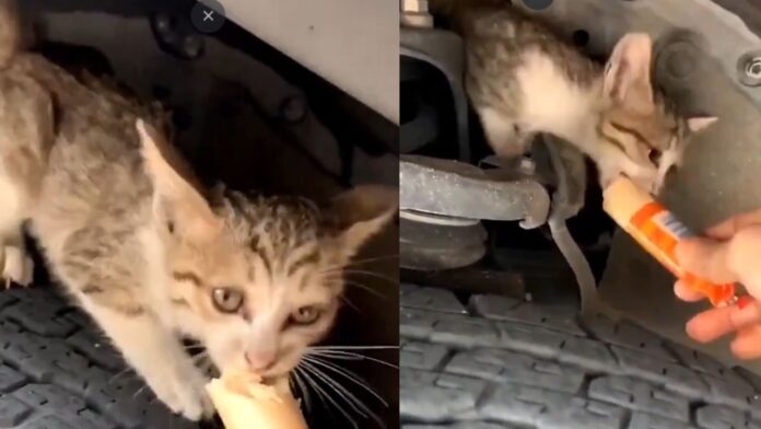 A Woman Achieves the Extraordinary by Luring a Cat with Food; The Feline Rescued from the Jaws of Death—People Shower Her with Praise. A Woman Achieves the Extraordinary by Luring a Cat with Food; The Feline Rescued from the Jaws of Death—People Shower Her with Praise.
