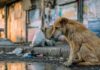 सुप्रीम कोर्ट के आदेशों पर पंजाब सरकार गंभीर, आवारा कुत्तों को लेकर पूरे राज्य में लागू होंगे नियम Supreme Court Street dog
