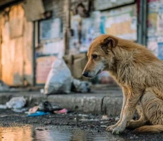 सुप्रीम कोर्ट के आदेशों पर पंजाब सरकार गंभीर, आवारा कुत्तों को लेकर पूरे राज्य में लागू होंगे नियम Supreme Court Street dog