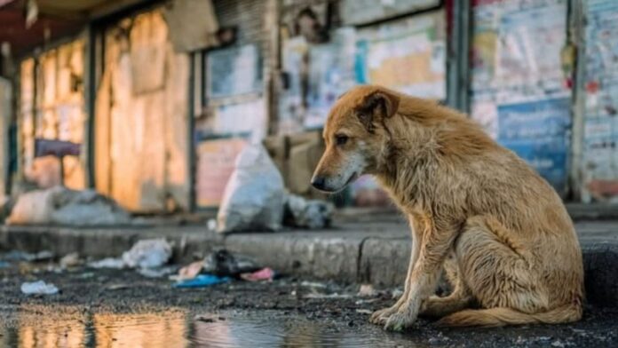 Supreme Court Street dog
