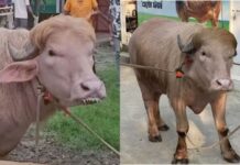 बकरीद से पहले सोशल मीडिया पर छाया ‘डोनाल्ड ट्रंप’ भैंसा, फार्म में देखने वालों की लगी लंबी भीड़ Viral