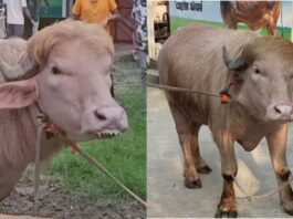 बकरीद से पहले सोशल मीडिया पर छाया ‘डोनाल्ड ट्रंप’ भैंसा, फार्म में देखने वालों की लगी लंबी भीड़ Viral
