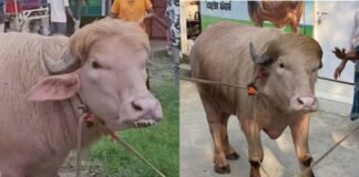 बकरीद से पहले सोशल मीडिया पर छाया ‘डोनाल्ड ट्रंप’ भैंसा, फार्म में देखने वालों की लगी लंबी भीड़ Viral