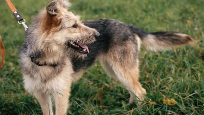 Faridabad Dog Attack