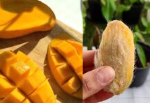 चमत्कारी है आम की गुठली! सेहत और सौंदर्य के लिए बेहद फायदेमंद Mango Seed Benefits