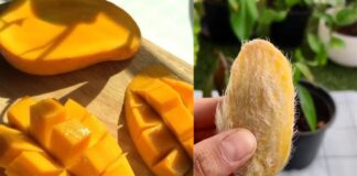 चमत्कारी है आम की गुठली! सेहत और सौंदर्य के लिए बेहद फायदेमंद Mango Seed Benefits