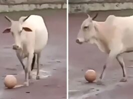 बच्चों के मैच के बीच आई गाय, बॉल लेने के लिए बच्चों को करनी पड़ी मशक्कत, वायरल हुआ वीडियो Viral Video, Cow Football Video