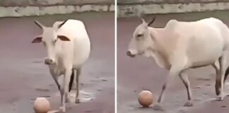 बच्चों के मैच के बीच आई गाय, बॉल लेने के लिए बच्चों को करनी पड़ी मशक्कत, वायरल हुआ वीडियो Viral Video, Cow Football Video