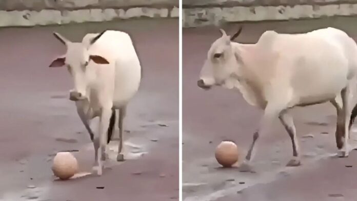 Viral Video, Cow Football Video Viral Video, Cow Football Video