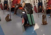 लड़की की गोद में जाकर बैठा, दिल्ली मेट्रो में बंदर की एंट्री से मचा हंगामा, वीडियो वायरल Monkey enters Delhi Metro sits girl lap causing stir video goes viral