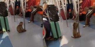लड़की की गोद में जाकर बैठा, दिल्ली मेट्रो में बंदर की एंट्री से मचा हंगामा, वीडियो वायरल Monkey enters Delhi Metro sits girl lap causing stir video goes viral