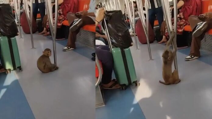 Untitled design (43) Monkey enters Delhi Metro sits girl lap causing stir video goes viral